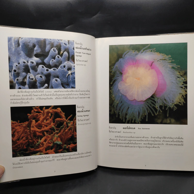 ชุดธรรมชาติศึกษา สารานุกรมพืชและสัตว์ เล่ม 2 รูปที่ 6