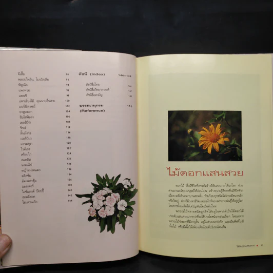 ไม้ดอกแสนสวย ไม้ดอกไม้ประดับ - ผศ.ธัญญะ เดชะศีลพิทักษ์ รูปที่ 7