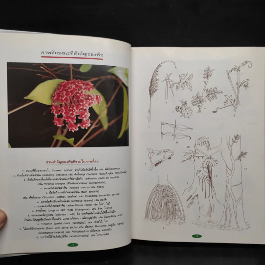 สารานุกรมไม้ประดับในประเทศไทย เล่ม 1 รูปที่ 7