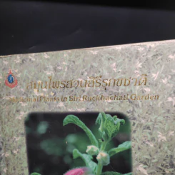 สมุนไพรสวนสิรีรุกขชาติ รูปที่ 2
