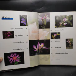 สยามไภษัชยพฤกษ์ : ภูมิปัญญาของชาติ รูปที่ 7