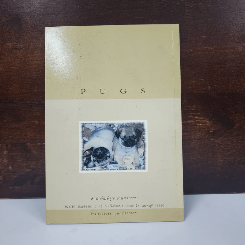 ปั๊ก Pugs - รุ่งฟ้า ภัทรลังกา รูปที่ 6