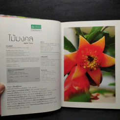 ไม้มงคล - ธัญนันท์ วีระกุล รูปที่ 5