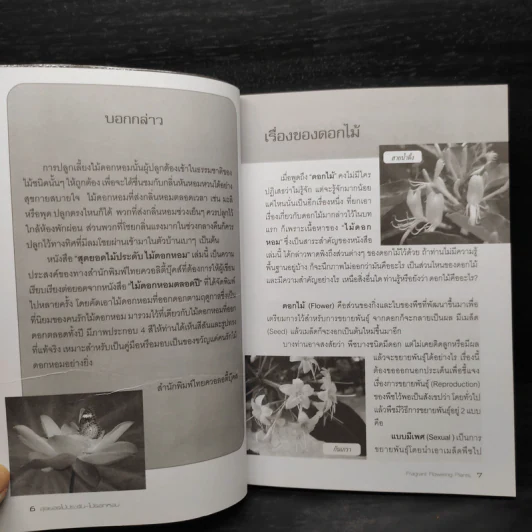 สุดยอดไม้ประดับ ไม้ดอกหอม - พัฒน์ พิชาน รูปที่ 7