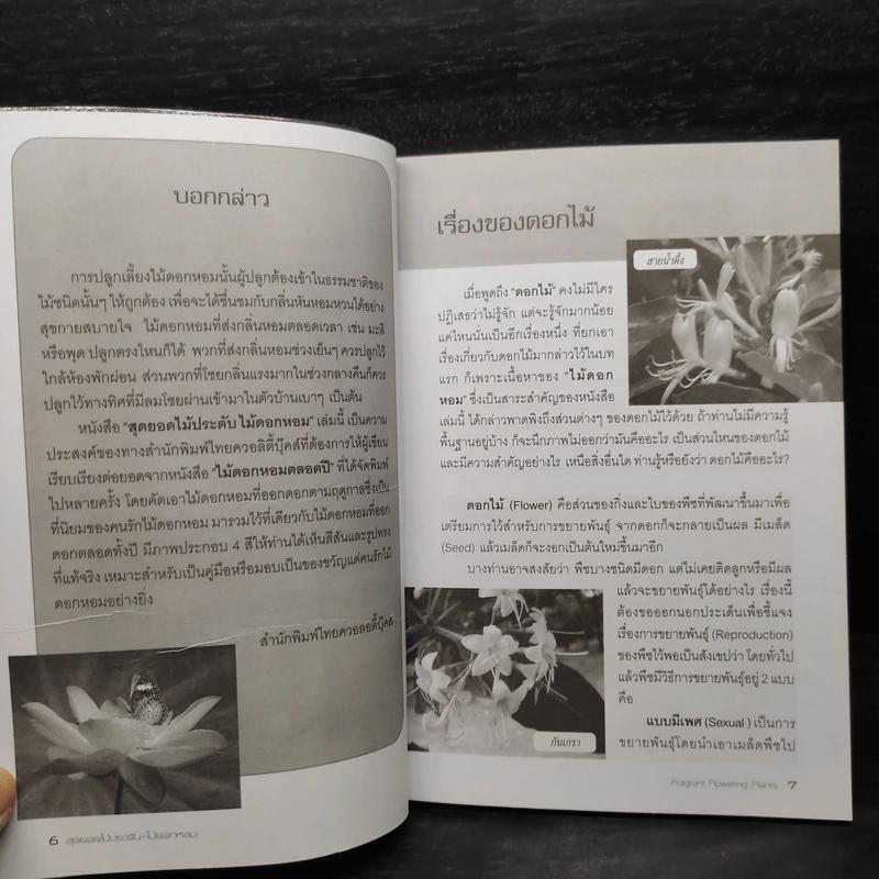 สุดยอดไม้ประดับ ไม้ดอกหอม - พัฒน์ พิชาน รูปที่ 7