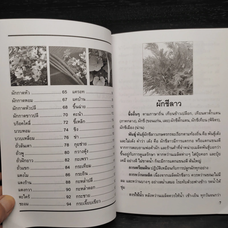 ปลูกผักสวนครัว รั้วเศรษฐกิจ - หมอเกษตร รูปที่ 7