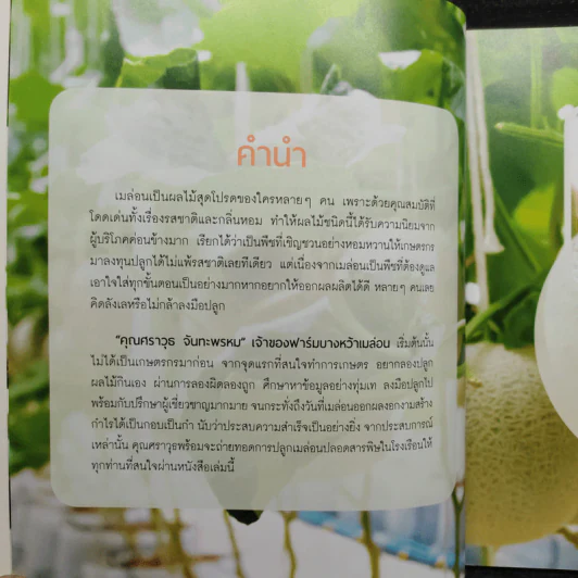 ปลูกเมล่อนในโรงเรือน รูปที่ 5