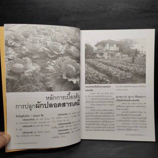 เทคนิคการปลูกผัก ปลอดสารพิษ รูปที่ 6