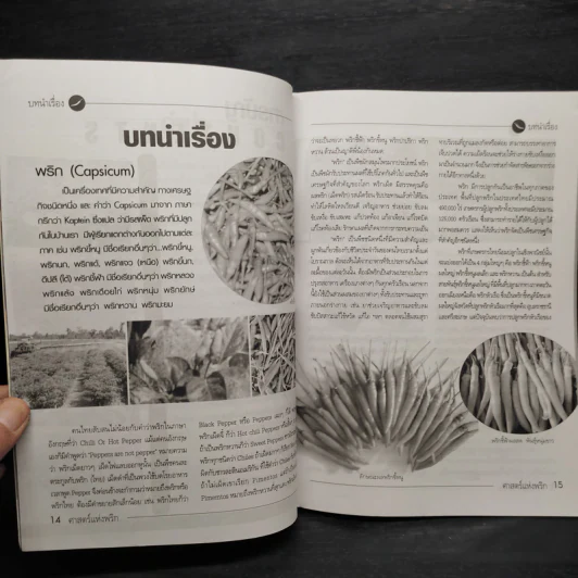 ศาสตร์แห่งพริก คัมภีร์ปลดหนี้ สำหรับเกษตรกรผู้ปลูกพริก รูปที่ 6
