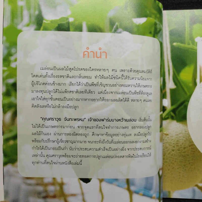 ปลูกเมล่อนในโรงเรือน รูปที่ 5