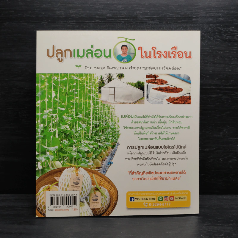 ปลูกเมล่อนในโรงเรือน รูปที่ 2