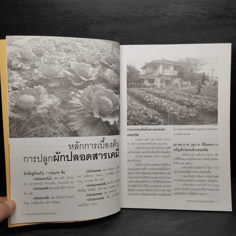 เทคนิคการปลูกผัก ปลอดสารพิษ รูปที่ 6