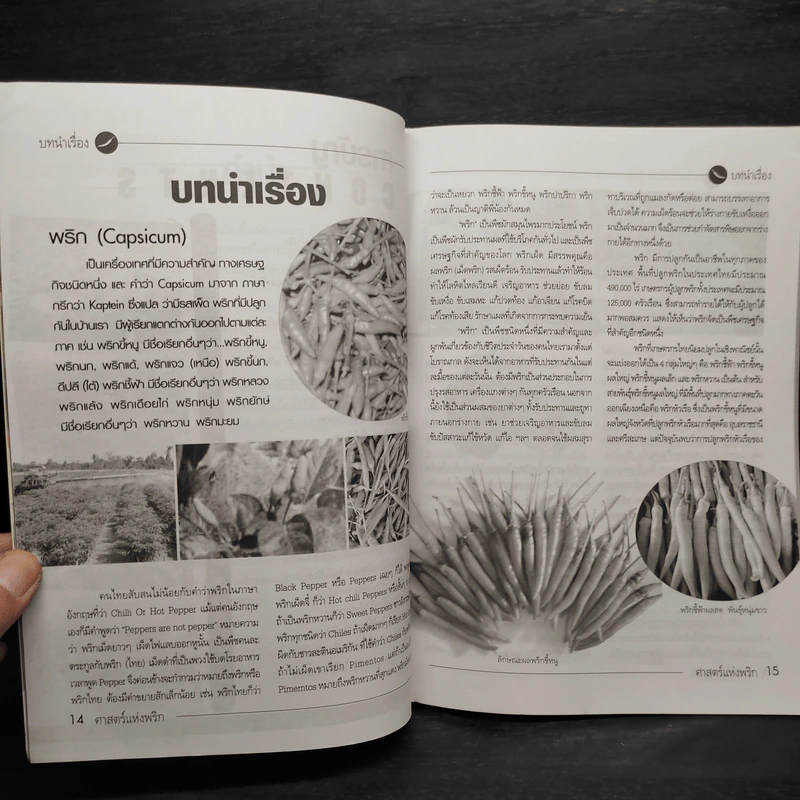 ศาสตร์แห่งพริก คัมภีร์ปลดหนี้ สำหรับเกษตรกรผู้ปลูกพริก รูปที่ 6