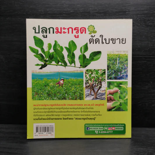 ปลูกมะกรูดตัดใบขาย - ศิวาวุธ สงวนทรัพย์ รูปที่ 2
