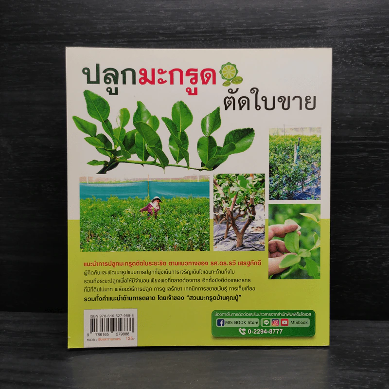 ปลูกมะกรูดตัดใบขาย - ศิวาวุธ สงวนทรัพย์ รูปที่ 2