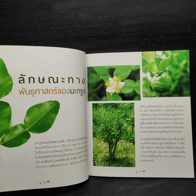 ปลูกมะกรูดตัดใบขาย - ศิวาวุธ สงวนทรัพย์ รูปที่ 6
