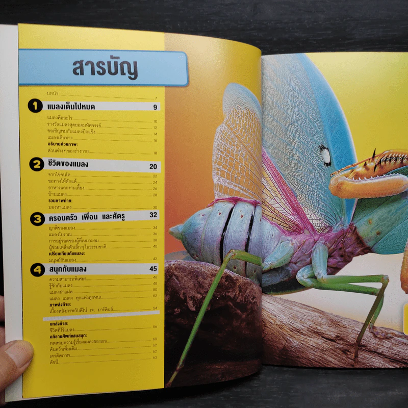 รู้ไปหมด เรื่อง แมลง รูปที่ 5