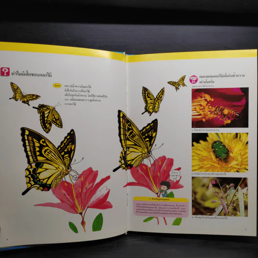 หนังสือชุดความรู้เบื้องต้นสำหรับเด็ก โลกของแมลง รูปที่ 6