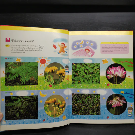 หนังสือชุดความรู้เบื้องต้นสำหรับเด็ก บุปผชาติและพฤกษา รูปที่ 6