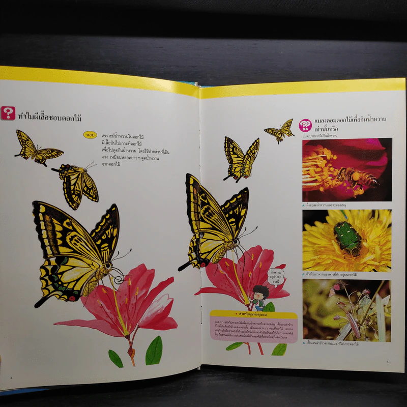 หนังสือชุดความรู้เบื้องต้นสำหรับเด็ก โลกของแมลง รูปที่ 6