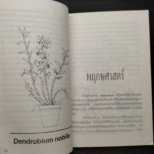 กล้วยไม้สกุลหวาย - บรรณ บูรณะชนบท รูปที่ 6