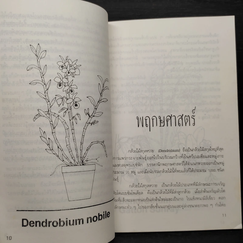 กล้วยไม้สกุลหวาย - บรรณ บูรณะชนบท รูปที่ 6
