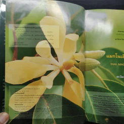 แมกโนเลียเมืองไทย Thai Magnoliaceae - ดร.ปิยะ เฉลิมกลิ่น รูปที่ 5