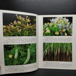 ชุดธรรมชาติศึกษา พืชสมุนไพร เล่ม 4 - สมสุข มัจฉาชีพ รูปที่ 6