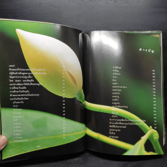แมกโนเลียเมืองไทย Thai Magnoliaceae - ดร.ปิยะ เฉลิมกลิ่น รูปที่ 6