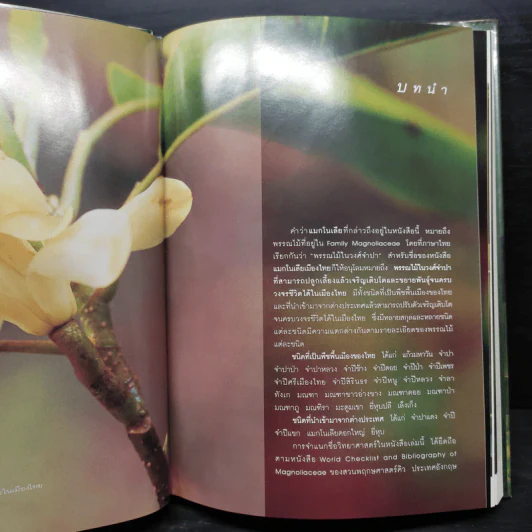 แมกโนเลียเมืองไทย Thai Magnoliaceae - ดร.ปิยะ เฉลิมกลิ่น รูปที่ 7