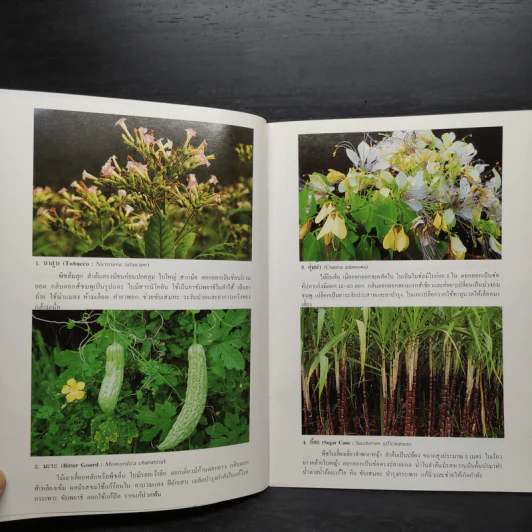 ชุดธรรมชาติศึกษา พืชสมุนไพร เล่ม 4 - สมสุข มัจฉาชีพ รูปที่ 6