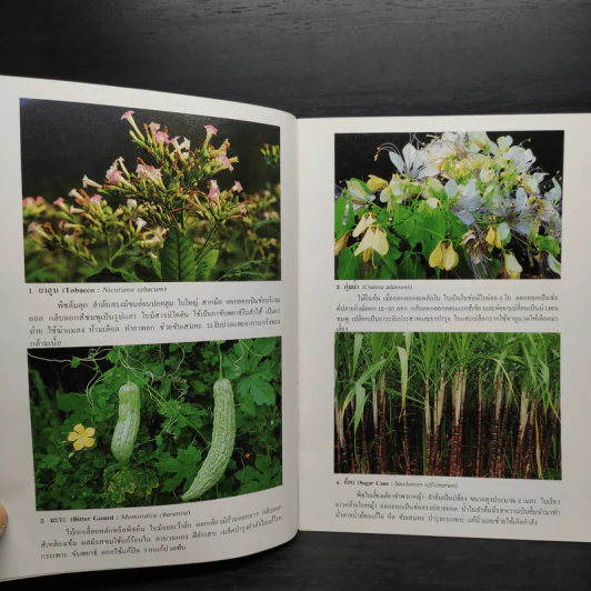ชุดธรรมชาติศึกษา พืชสมุนไพร เล่ม 4 - สมสุข มัจฉาชีพ รูปที่ 6
