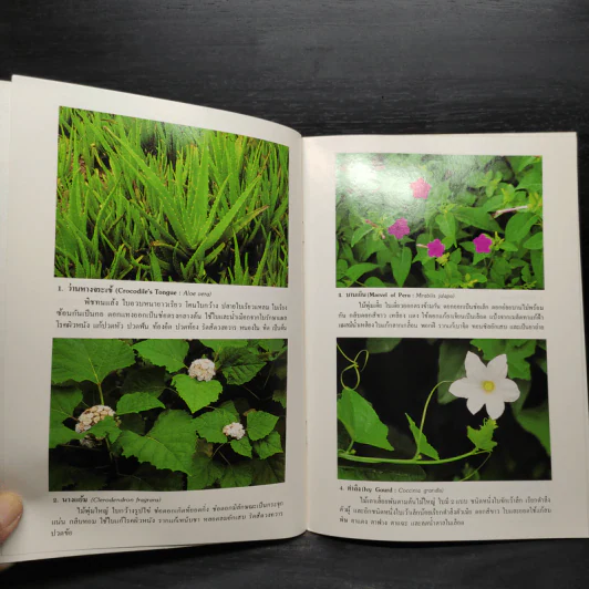 ชุดธรรมชาติศึกษา พืชสมุนไพร เล่ม 3 - สมสุข มัจฉาชีพ รูปที่ 6