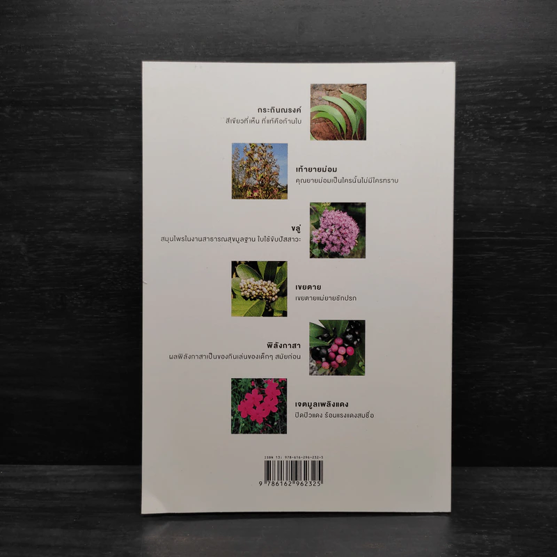 สมุนไพรในสวนฯ - ลลิตา วีระเสถียร รูปที่ 2