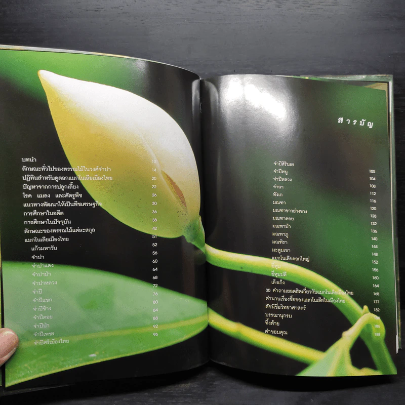 แมกโนเลียเมืองไทย Thai Magnoliaceae - ดร.ปิยะ เฉลิมกลิ่น รูปที่ 6