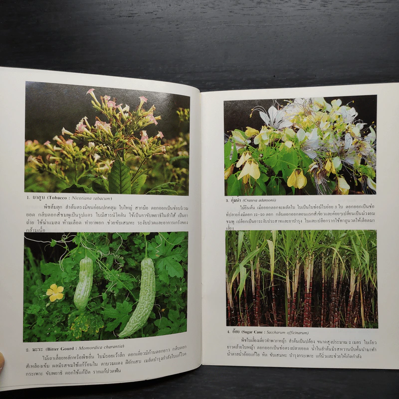ชุดธรรมชาติศึกษา พืชสมุนไพร เล่ม 4 - สมสุข มัจฉาชีพ รูปที่ 6