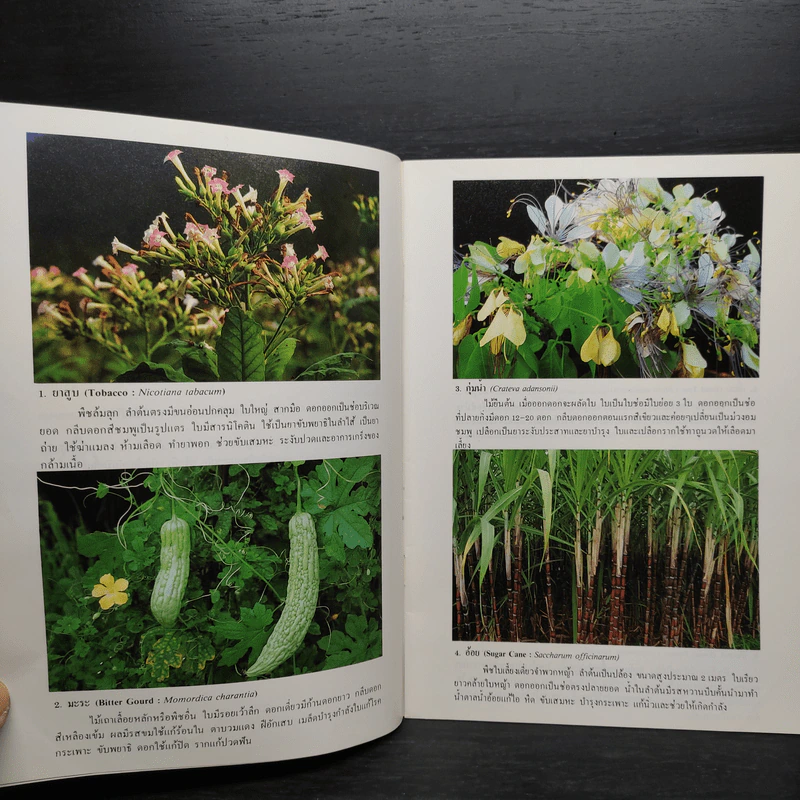 ชุดธรรมชาติศึกษา พืชสมุนไพร เล่ม 4 - สมสุข มัจฉาชีพ รูปที่ 6