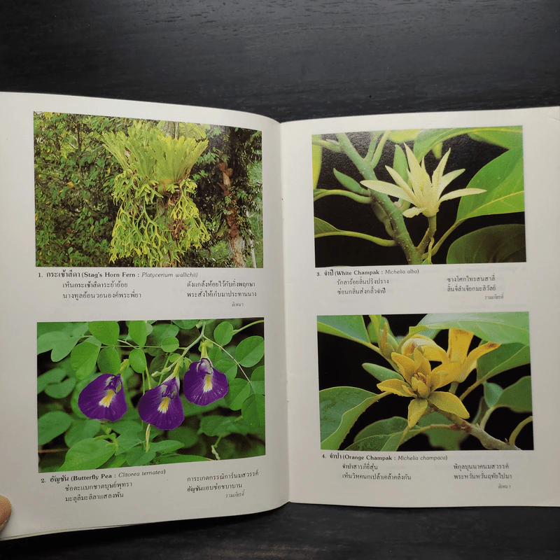 ชุดธรรมชาติศึกษา เล่ม 2 พันธุ์ไม้ในวรรณคดีไทย - สมสุข มัจฉาชีพ รูปที่ 6