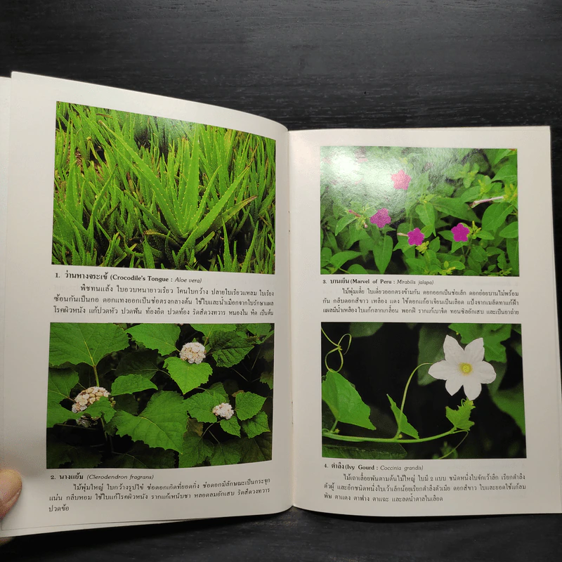 ชุดธรรมชาติศึกษา พืชสมุนไพร เล่ม 3 - สมสุข มัจฉาชีพ รูปที่ 6