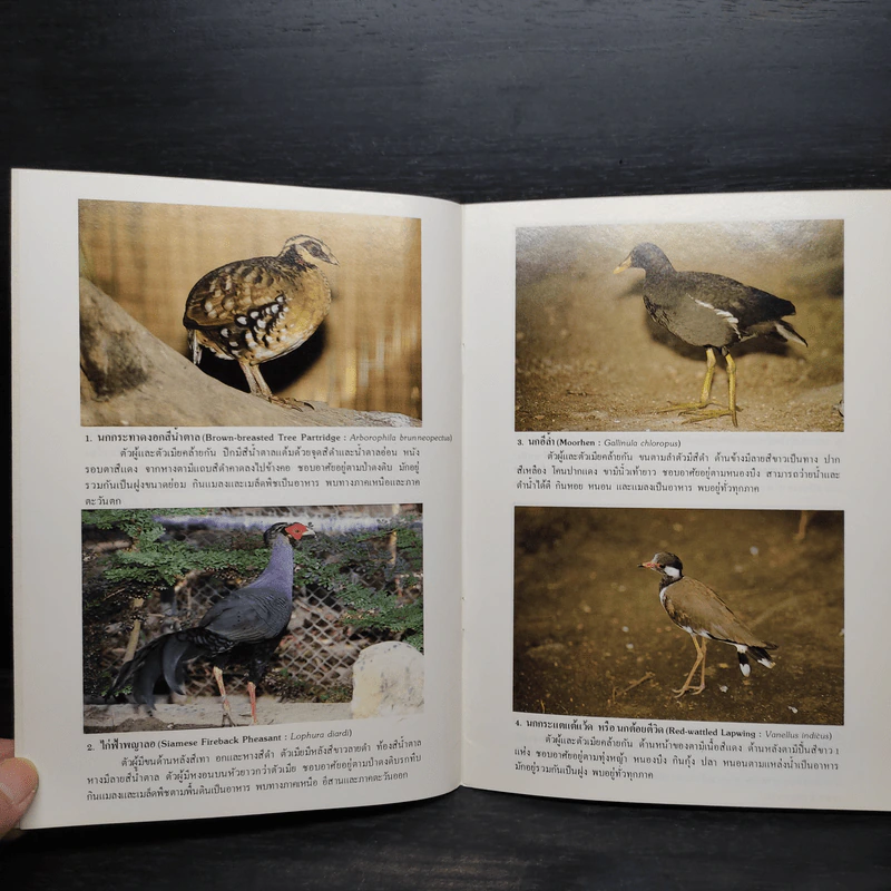 ชุดธรรมชาติศึกษา นกเมืองไทย เล่ม 2 - สุรินททร์ มัจฉาชีพ รูปที่ 6