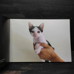 Panda & Pawwaw แพนด้า และ แป๊วแว้ว - องอาจ ชัยชาญชีพ รูปที่ 5