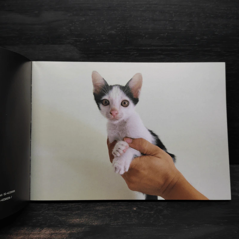 Panda & Pawwaw แพนด้า และ แป๊วแว้ว - องอาจ ชัยชาญชีพ รูปที่ 5