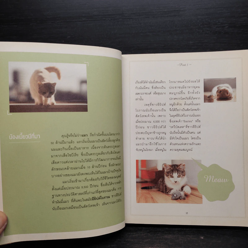 Cat คาเฟ่ - วรรธนี จันทรมิตรี,สรินนา วัฒนา รูปที่ 8