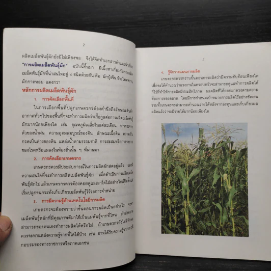 การผลิตเมล็ดพันธุ์ผัก รูปที่ 6