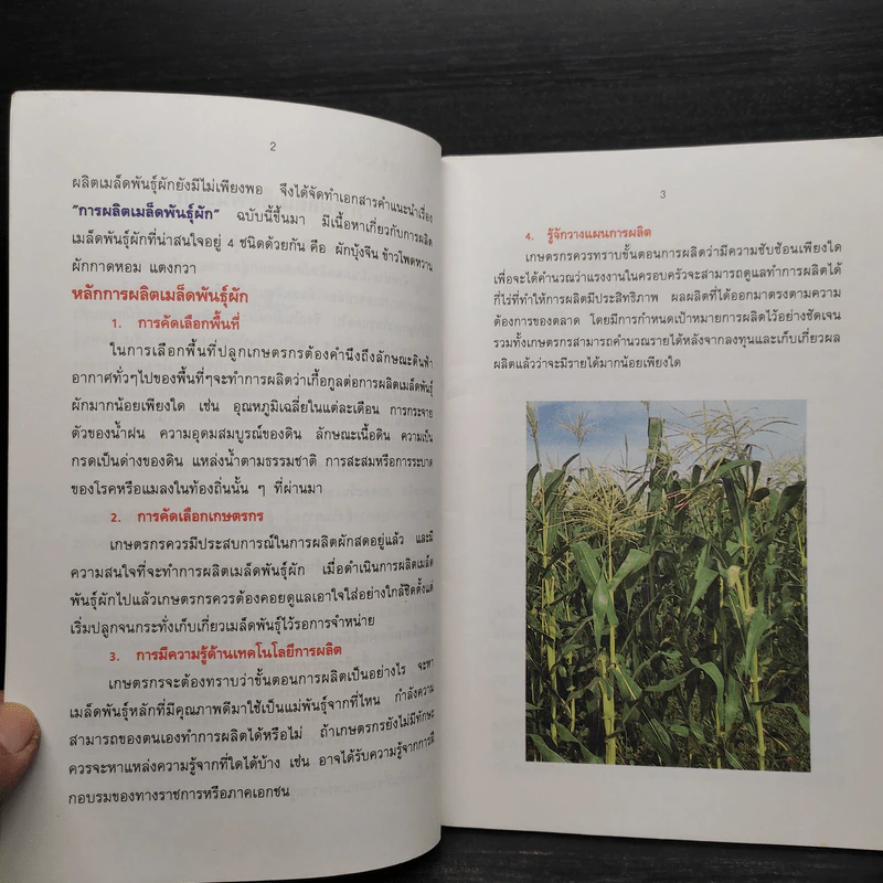 การผลิตเมล็ดพันธุ์ผัก รูปที่ 6