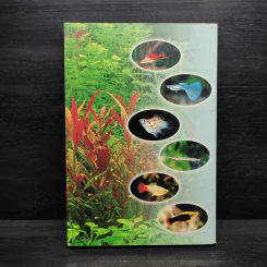ปลาออกลูกเป็นตัว - วันเพ็ญ มีนกาญจน์ รูปที่ 2
