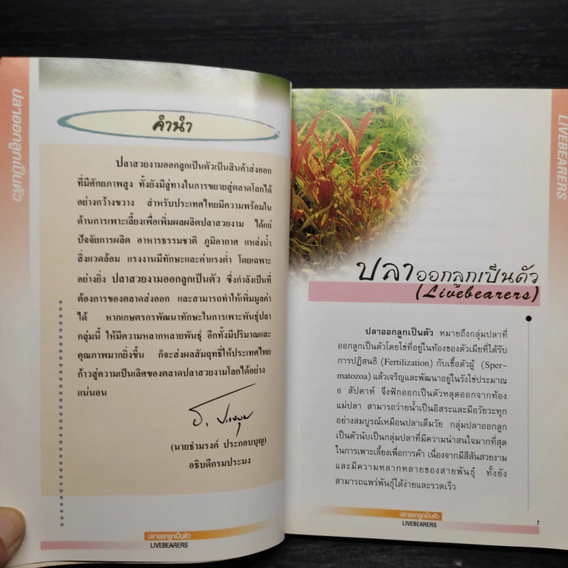 ปลาออกลูกเป็นตัว - วันเพ็ญ มีนกาญจน์ รูปที่ 7