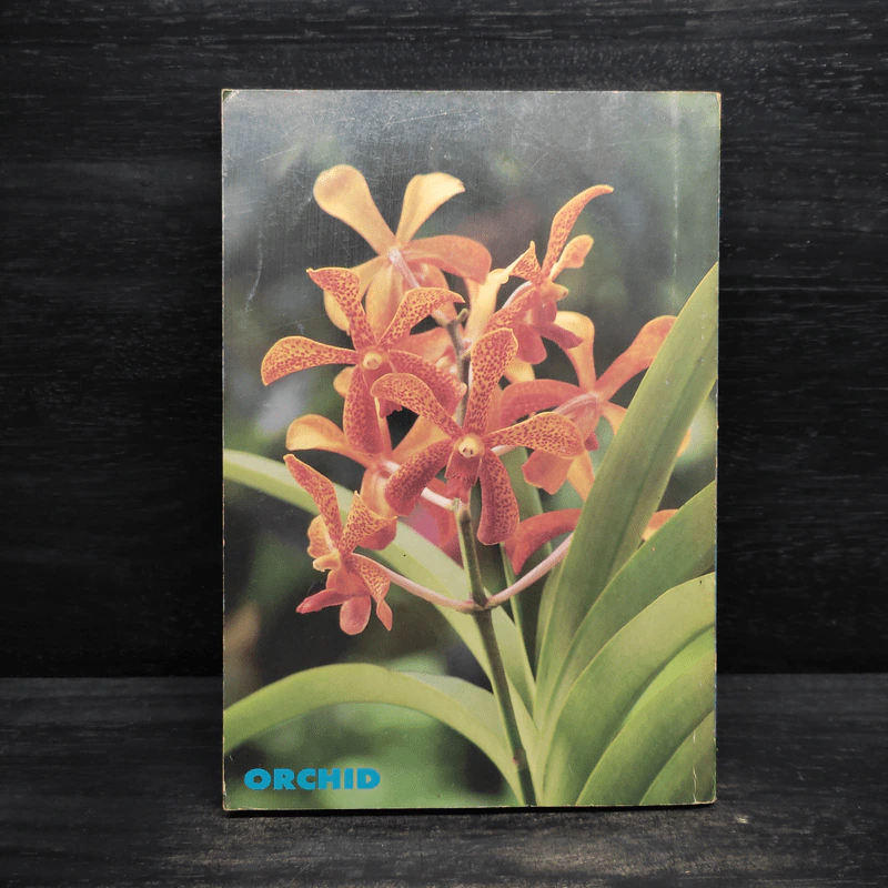 คู่มือเลี้ยงกล้วยไม้ Orchid รูปที่ 2