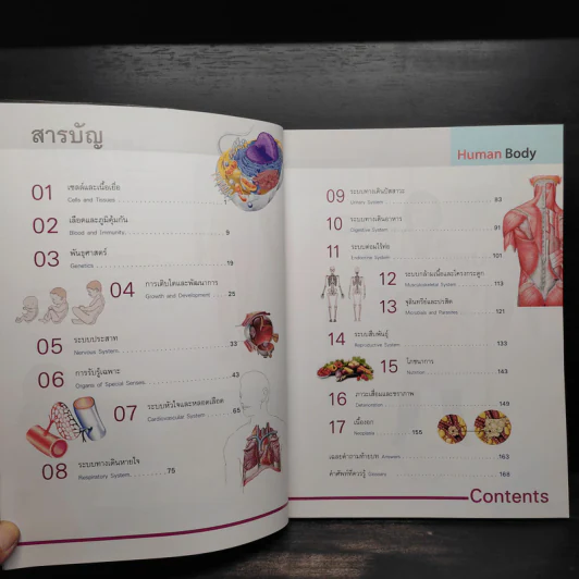 ระบบร่างกายมนุษย์ HUMAN BODY รูปที่ 6