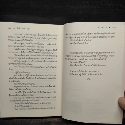 ผีเสื้อลายตะวัน - ดวงตะวัน รูปที่ 7